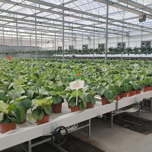 Banc roulant V Track 5x10 4x8, support de table d'inondation personnalisé avec poteaux LED Trellis pour serre agricole, culture en intérieur - Product Image 6