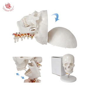 Modèle de colonne vertébrale cervicale de crâne humain FRT023 modèle de crâne d'artère carotide occipitale modèle de crâne de Communication médecin-patient orthopédique - Product Image 6