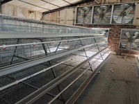 Nouveau poulailler Yinanchun de type A à 3 niveaux et 4 portes en acier galvanisé à chaud, haute résistance à la corrosion, pour 96 poules