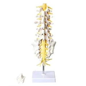 HSBM-124B Flexible Articulated <strong>Lumbar</strong> <strong>Spinal</strong> <strong>Column</strong> Model, Features 5 <strong>Lumbar</strong> Vertebrae with Intervertebral Discs <strong>Lumbar</strong> Nerves - Product Image 2