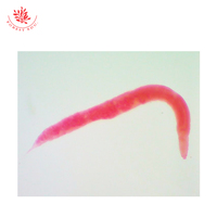 Whipworm Medical Prepared Microscope Parasitology Slides