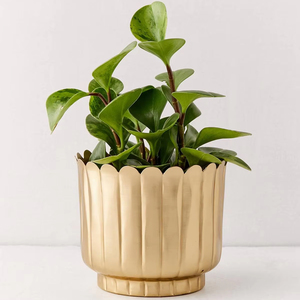 Grand bac à plantes en métal de grande capacité pour arbres, arbustes et plantes de jardin - Product Image 1