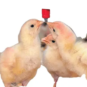 אוטומטי פטמות מים שתיית מערכת עופות מזין עבור חזיר בעלי חיים