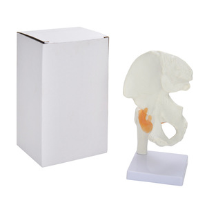 Modèle anatomique de la hanche grandeur nature de haute qualité pour l'enseignement et l'apprentissage, modèle d'enseignement avec ligaments flexibles, modèle d'os de la hanche - Product Image 5