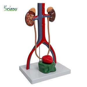แบบจำลองระบบปัสสาวะและอวัยวะสืบพันธุ์ของมนุษย์แบบจำลองสามมิติของกระเพาะปัสสาวะและท่อไต1:1แบบจำลองระบบทางเดินปัสสาวะ - Product Image 1