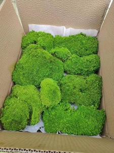 Preserved <strong>Moss</strong> Green Lichen <strong>Moss</strong> DIY Wall Real Natural Stabilized Preserved <strong>Bun</strong> Pillow Cushion Pole <strong>Moss</strong> - Product Image 3