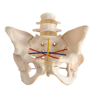 Nuevo modelo de demostración de pelvimetría, modelo de enseñanza anatómica pélvica - Product Image 1