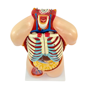 Modèle d'anatomie du système organique du corps <span class=keywords><strong>humain</strong></span> de 85 cm, 19 parties, anatomie médicale, tronc <span class=keywords><strong>asexué</strong></span>, structure des organes viscéraux - Product Image 6
