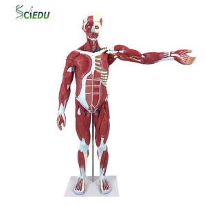 Modèle d'anatomie <span class=keywords><strong>musculaire</strong></span> humaine du <span class=keywords><strong>corps</strong></span> entier, 80 cm, modèle de muscle masculin <span class=keywords><strong>humain</strong></span>, 27 parties - Product Image 1