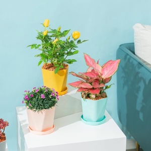 Macarrón colorido redondo Irregular para jardín, Macetas de plantas grandes de plástico, bonsái, Macetas de flores - Product Image 3