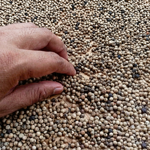 Nouvelle Saison Poivre Blanc Entier Indien Frais en Granulés Qualité Supérieure Épice Naturelle Durée de Conservation 24 Mois Exportation Mondiale - Product Image 1