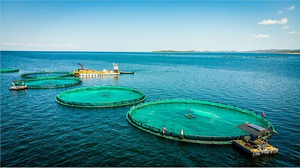 Cadre de tuyau en HDPE Cage à <span class=keywords><strong>poisson</strong></span> flottante circulaire Piège d'élevage d'aquaculture en haute <span class=keywords><strong>mer</strong></span> à vendre - Product Image 4
