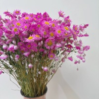 Vente en gros d'arrangements de fleurs naturelles, bouquet de marguerites roses séchées, rhodanthe