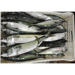 <span class=keywords><strong>Sardinas</strong></span> congeladas al por mayor Caballa Sardina HGT Proceed <span class=keywords><strong>Sardinas</strong></span> para exportaciones - Product Image 2