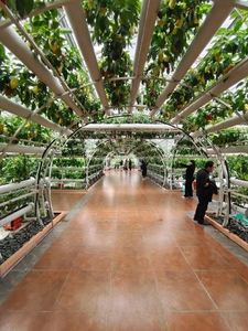 Large Multi-Span Agricultural Greenhouses Low <strong>Cost</strong> <strong>Poly</strong> <strong>Tunnel</strong> for Cucumber Vegetables &amp; Tomato Growth PC Sheet Cover - Product Image 2