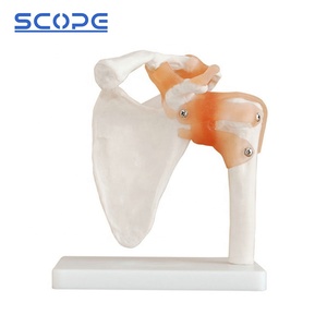 <span class=keywords><strong>Esqueleto</strong></span> <span class=keywords><strong>humano</strong></span> de tamaño real, ligamento articular del <span class=keywords><strong>hombro</strong></span>, modelo anatómico del <span class=keywords><strong>esqueleto</strong></span> de la articulación del <span class=keywords><strong>hombro</strong></span> - Product Image 4