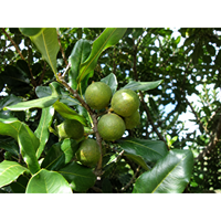 Aceite de Nuez de Macadamia Refinado, Grado Cosmético y Alimentario, 1000 lt