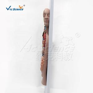 Modelo de Enseñanza de Anatomía del Nervio Autónico, Modelo de Simulación para la Enseñanza de Ciencias Médicas - Product Image 4