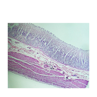 Higher Education Stomach Wall, Fundic Section Human Histology Slides