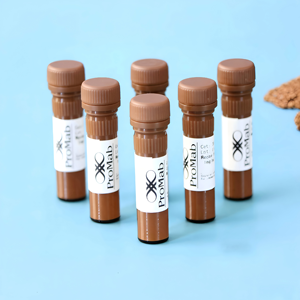 Моноклональный антитело-флюид (мышиной сыворотки) к MSH2 для WB/IHC/IF - Product Image 3