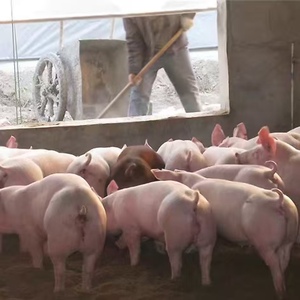 Sustar Nhà máy cung cấp trực tiếp Chất lượng cao cai sữa lợn vỗ béo thức ăn bột dinh dưỡng premix 500g mỗi túi 12 tháng Kệ cuộc sống - Product Image 4