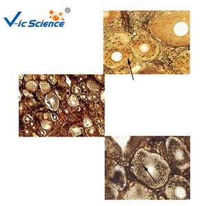 Spinal ganglion sections, cell biology and genetics, plant and animal slides, <b>microscope</b> slides - Product Image 4