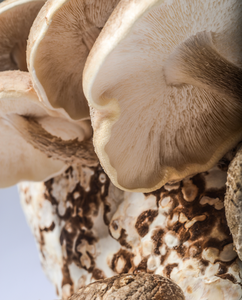 Kit personalizzato per la coltivazione di <span class=keywords><strong>funghi</strong></span> Shiitake di ostriche Design facile da usare per l'utilizzo del pavimento all'aperto del giardino di casa-per la decorazione - Product Image 5