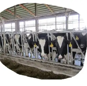 Galvanized cattle headlock for dairy farm equipment