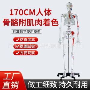 Modèle de squelette humain médical à corps entier de 170 cm avec coloration musculaire, structure anatomique des articulations pelviennes et du yoga - Product Image 2