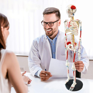 Modèle de squelette de 85 cm incluant les zones de départ et d'arrivée de tous les muscles, des disques intervertébraux, des nerfs et des os - Product Image 6