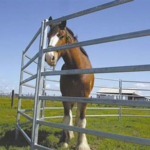 Bảng Hàng Rào Corral Mạ Kẽm Kim Loại 12ft Bán Chạy Của Mỹ Bảng Tròn Cho Gia Súc Tấm Gia Súc Trang Trại - Product Image 5