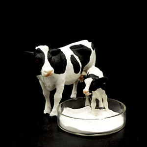 Prezzo di fabbrica fosfato dicalcico (<span class=keywords><strong>DCP</strong></span>) potenziatore nutrizionale additivi alimentari - Product Image 3