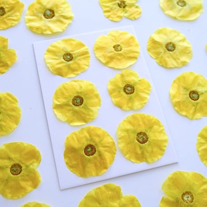 Flor Prensada de Madera de la India - Product Image 3