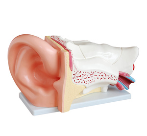 Modelo de Anatomía de PVC de oreja gigante para educación médica Nuevo estilo Órganos del <span class=keywords><strong>cuerpo</strong></span> <span class=keywords><strong>humano</strong></span> con 4 partes para entrenamiento y escuelas - Product Image 6