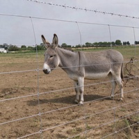 Clôture de champ en acier galvanisé à chaud à mailles serrées et nœuds fixes, haute résistance, pour élevages de cerfs, moutons et bovins - Vente en gros usine