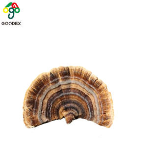 नई हॉट सेलिंग केरिटिन टर्की पूंछ कोरियोलस वर्सिकोलर यून झी मशरूम फंगली प्राकृतिक हर्बल थैंक्सगिविंग डे क्रिसमस - Product Image 1