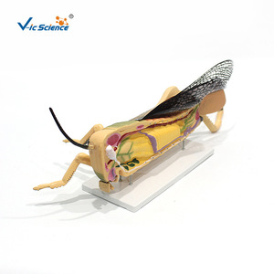 Modèle d'anatomie de la sauteuse des champs - Instruments pédagogiques et de recherche Vic Biotechnology, démonstration médicale détachable pour l'enseignement - Product Image 3