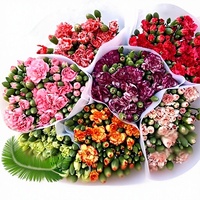 Bunga Anyelir Dodin Multi-head Grosir Yunnan Rambut Lurus Duodingkang Bunga Potong Segar untuk Natal Hari Valentine