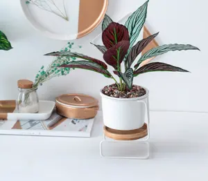 Vaso de ferro de mesa, planta de cerâmica interna para crescimento