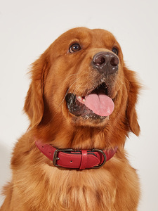 Kalung Anjing Kulit Mewah Modern Sederhana Tahan Lama Ramah Lingkungan Anti Air Lembut Nyaman Ukuran Dapat Disesuaikan Logo Dapat Disesuaikan - Product Image 6