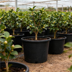 Pots de pépinière en PP écologiques moulés par injection RTI RB-G010 de 10 gallons avec trou de drainage, approvisionnement en vrac, bord renforcé, léger pour le jardin - Product Image 1