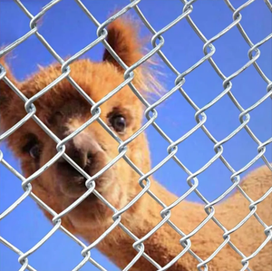 Sıcak Satış Amerikan <span class=keywords><strong>Standard</strong></span>ı 6 Feet Zincir Bağlantılı Kancalı Hasır Sıcak ve Soğuk Galvanizli Çevre Dostu Güvenlik Geçici Çit Levhası - Product Image 6