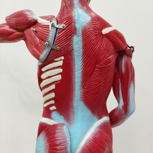 Modèle anatomique humain complet en plastique pour l'enseignement médical, 27 parties, démonstration anatomique masculine, pour l'apprentissage des élèves - Product Image 2