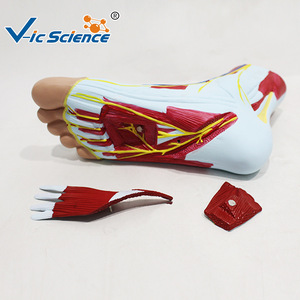 Modèle anatomique du muscle plantaire du pied humain, modèle pédagogique des tissus du pied, outil d'entraînement à l'anatomie du pied - Product Image 2