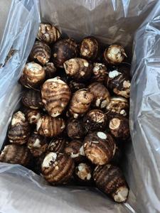 Taro frais du Shandong, Chine, sucré, croustillant, de haute qualité, certifié HACCP, prêt à consommer toute l'année, prix avantageux - Product Image 4