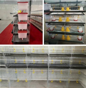 Thiết Bị Chăn Nuôi Gia Cầm Lồng Gà Thịt Tự Động Lồng Nuôi Gà - Product Image 5