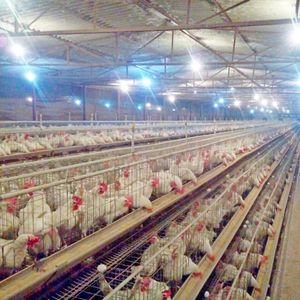 Conception de poulailler à cages superposées pour 25 000 poulets, ferme avicole avec équipement de cages à batterie entièrement automatique - Product Image 6