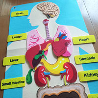 Tableau de cognition de la structure des organes humains pour enfants, en tissu, pour l'éducation précoce, sur le thème des sciences, avec velcro, en anglais