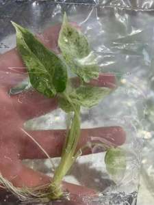 Популярные комнатные растения Alocasia 'Dragon Scale' варигированные саженцы для садового центра и оптом - Product Image 2