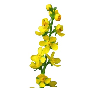 Extracto de Agrimony en Polvo de Alta Calidad, Grado Alimenticio, Extracto de Agrimony Hairyvein en Polvo 10:1 - Product Image 3